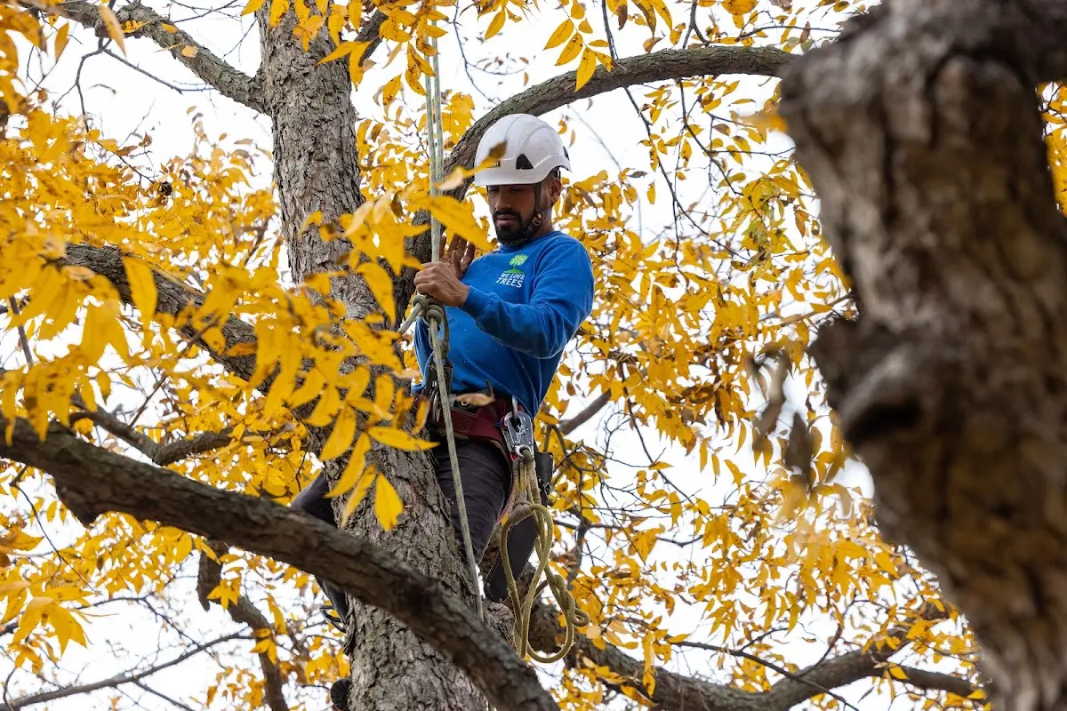 Skilled Tree Transplanting crew working in Harbor View