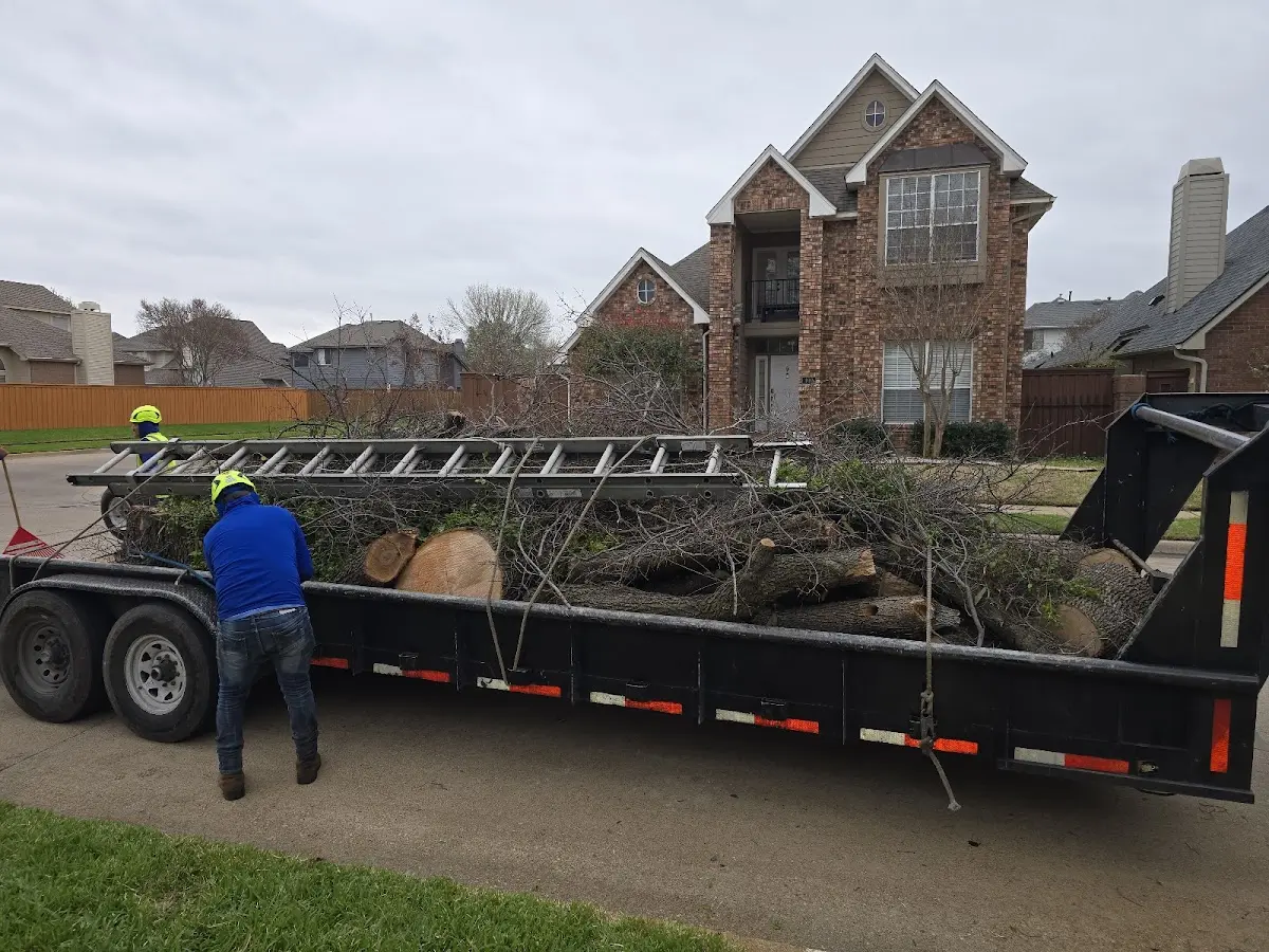 Expert Tree Fertilization with proper safety equipment in Harbor View